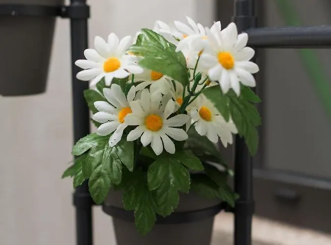 Guest Amparo Dollhouse Porto